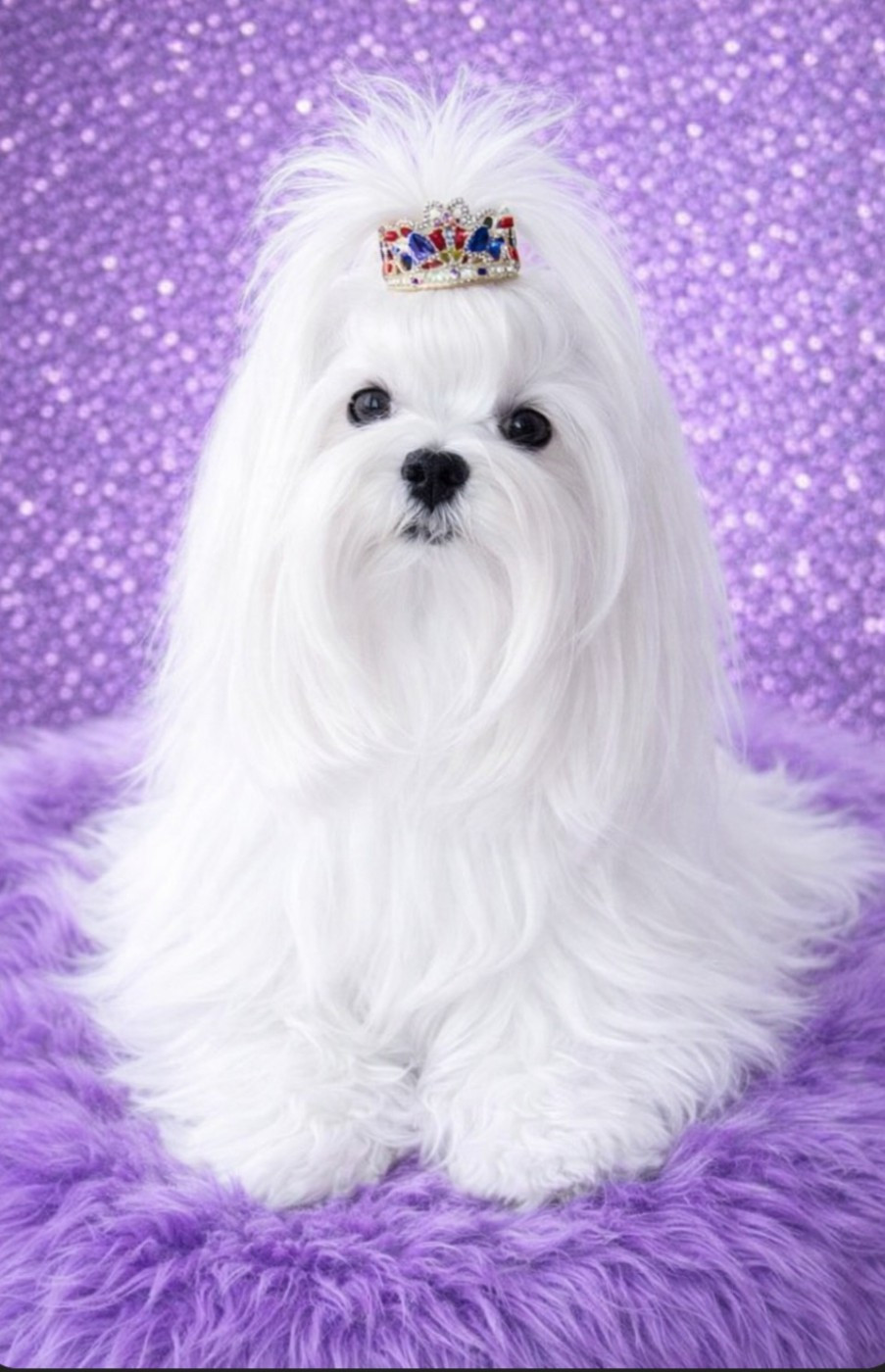 CH. Ostralia du clos des rivières (Sans Affixe)