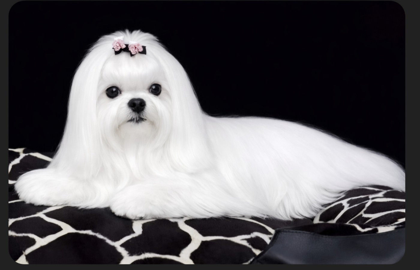 Love stella Du Clos des Trois Rivières