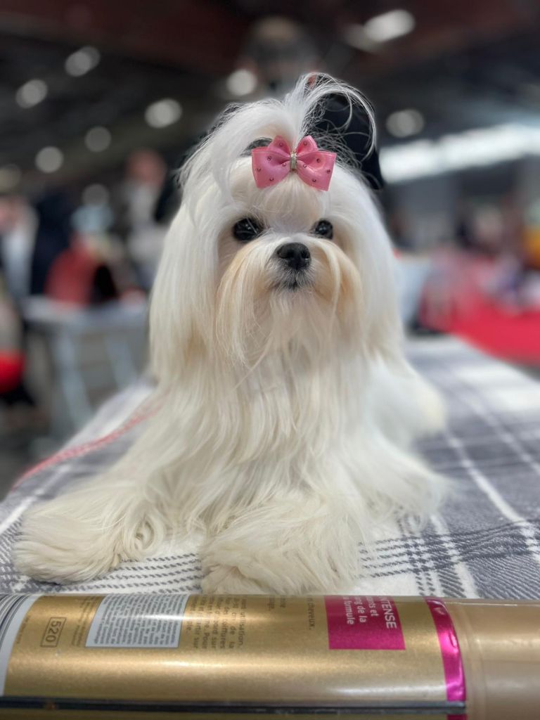 Magic White Illusion Snowee