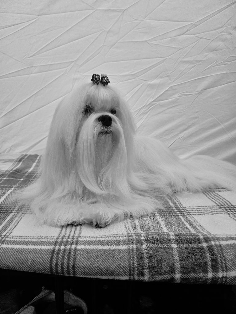 CH. luxury beauty Charlie boy