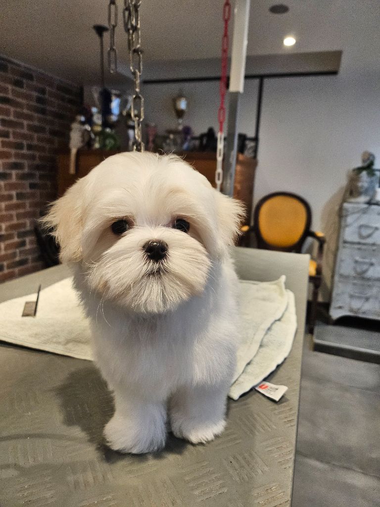 Magic White Illusion Aura-moon