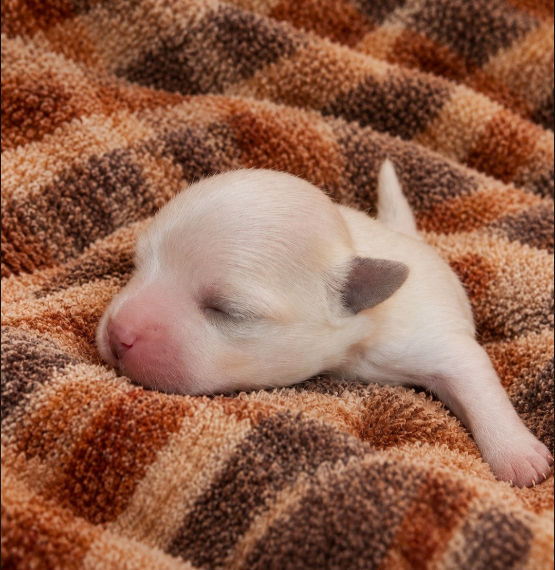 Magic White Illusion - Chiots disponibles - Bichon maltais