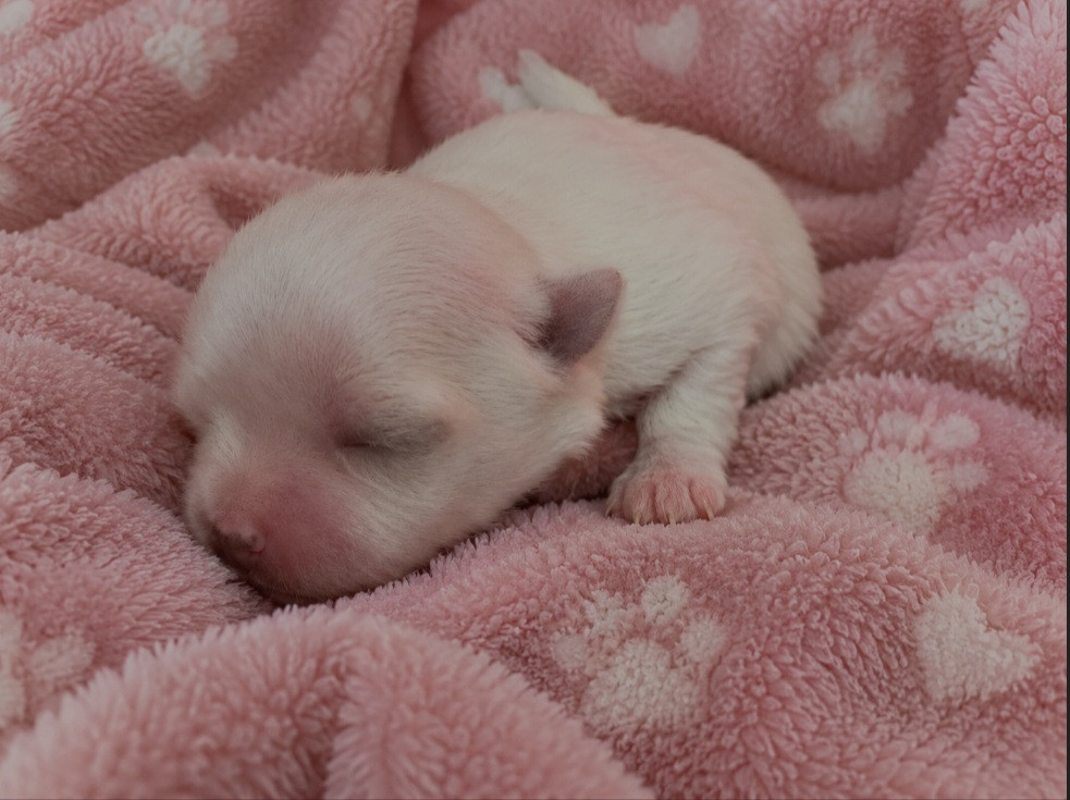 Magic White Illusion - Chiots disponibles - Bichon maltais