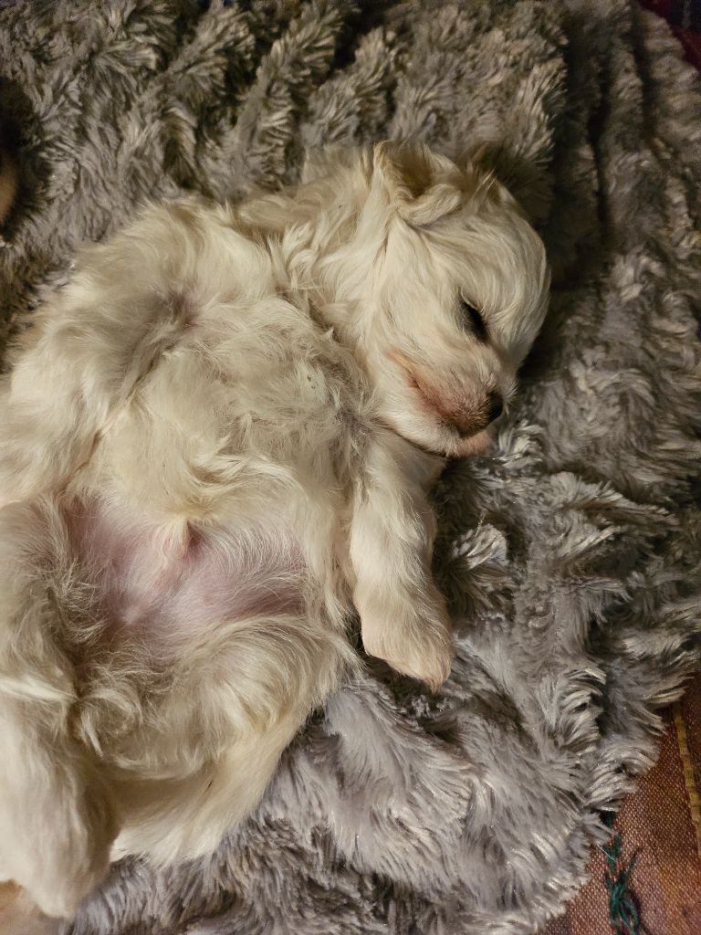 Magic White Illusion - Bichon maltais - Portée née le 23/09/2023