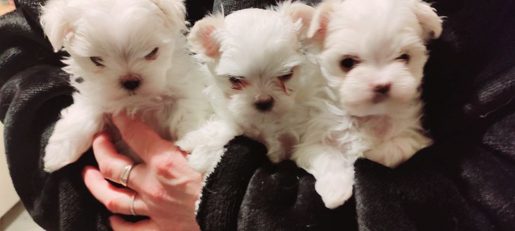 Chiot Bichon maltais Magic White Illusion