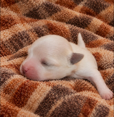 Chiot N°2