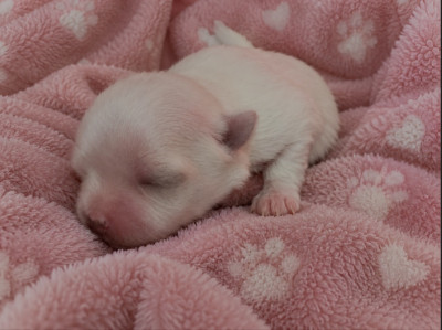 Chiot N°4