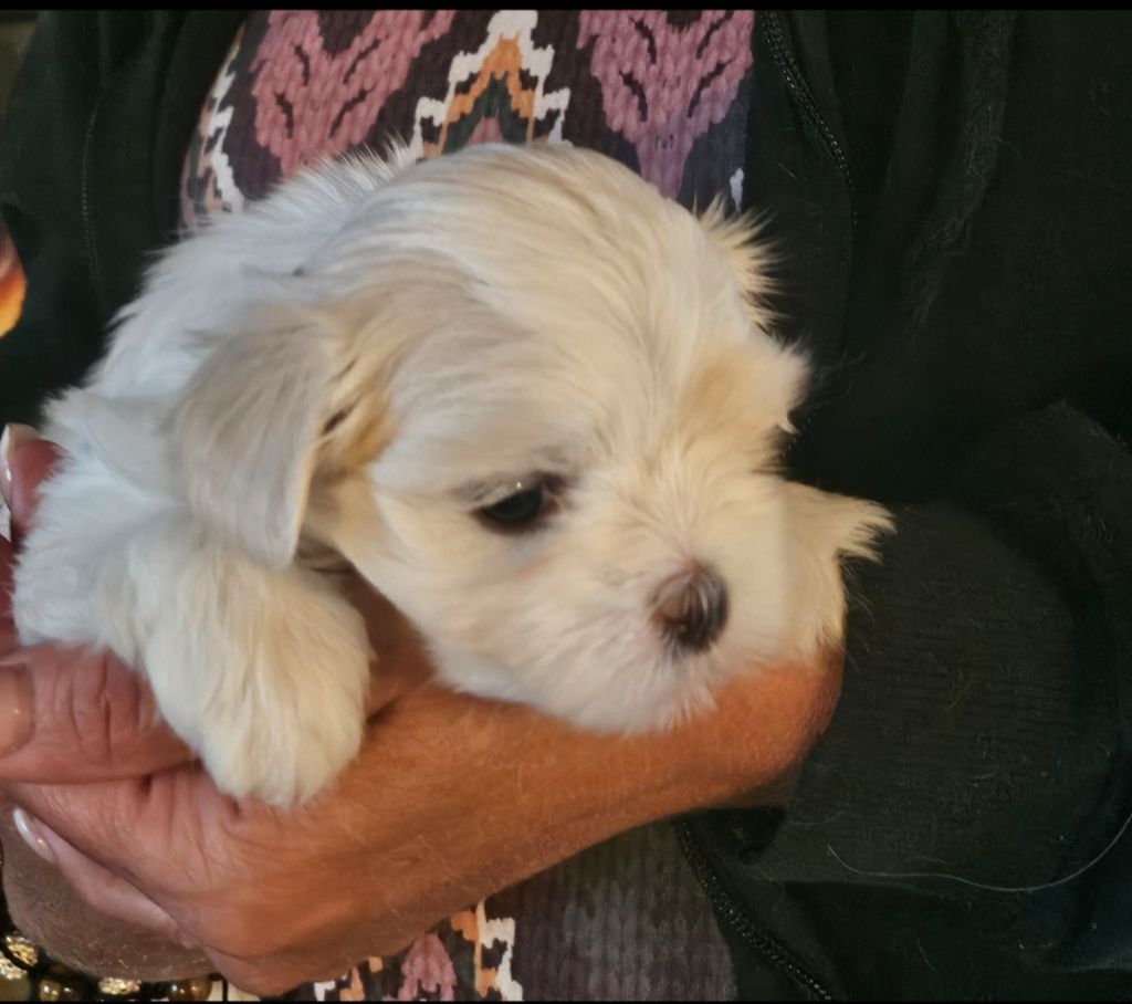 Magic White Illusion - Bichon maltais - Portée née le 17/07/2025